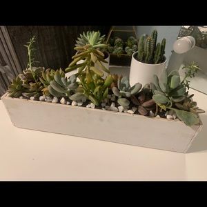 Succulent garden